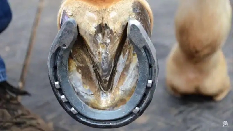 Hufn&auml;gel aus Stahl, 250 St&uuml;ck pro Box, f&uuml;r Reitsport, Hufschmiedausr&uuml;stung und Hufpflege
